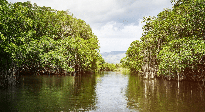 Black River Great Morass