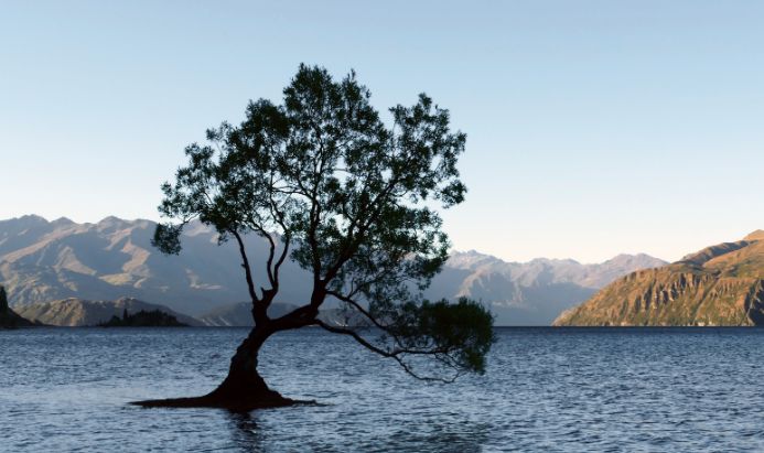 28. Lake Wanaka Tree