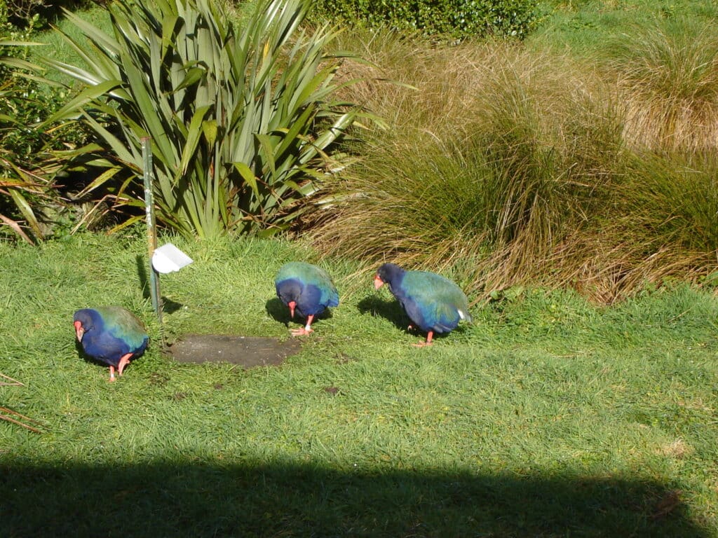 18. Pukaha National Wildlife Centre