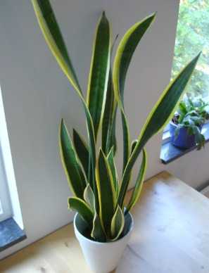 1. Snake Plant (Sansevieria) (Best Indoor House Plants)