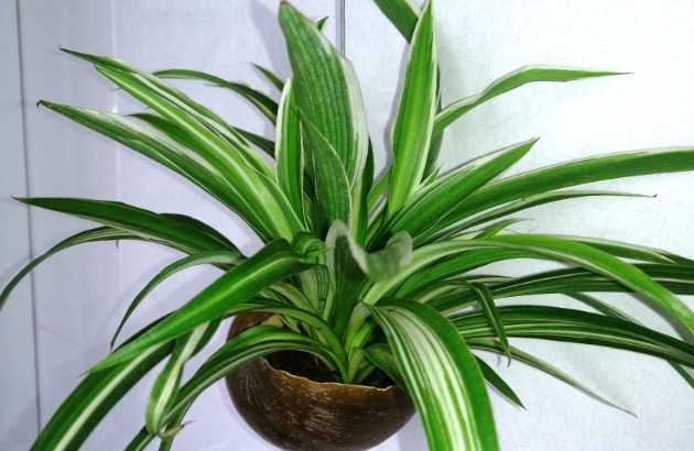 2. Spider Plant (Chlorophytum comosum)