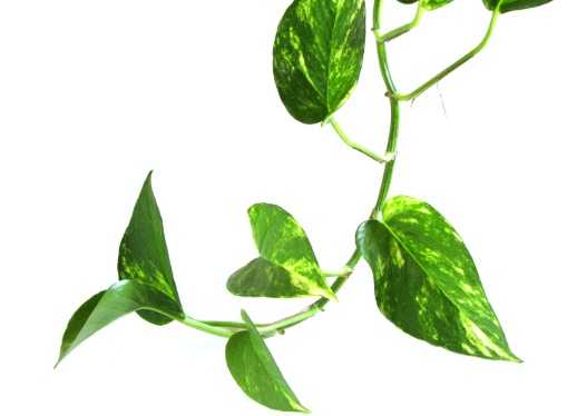 3. Pothos (Epipremnum aureum)