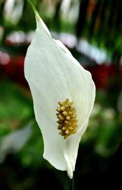 4. Peace Lily (Spathiphyllum)