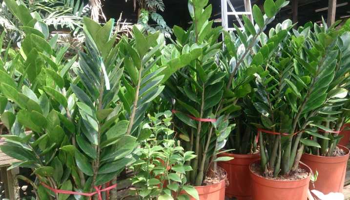 5. ZZ Plant (Zamioculcas zamiifolia) (Best Indoor House Plants)