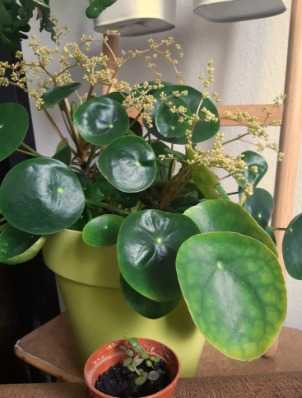 6. Chinese Money Plant (Pilea peperomioides)