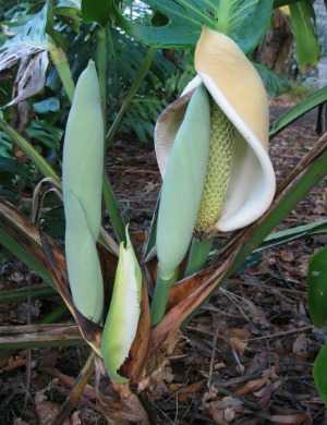 7. Monstera Deliciosa