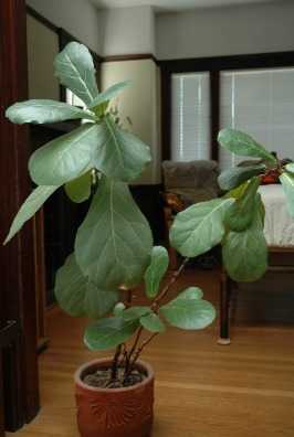 8. Fiddle Leaf Fig (Ficus lyrata)