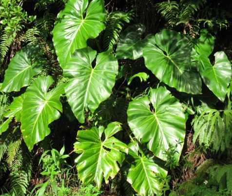 9. Philodendron