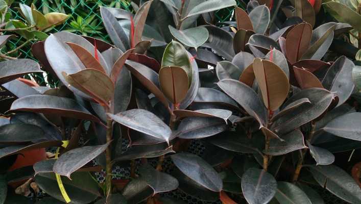 10. Rubber Plant (Ficus elastica) (Best Indoor House Plants)