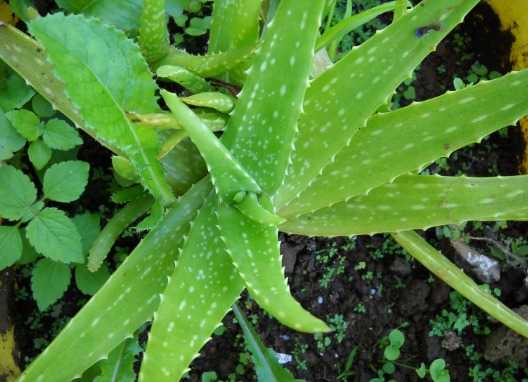 12. Aloe Vera