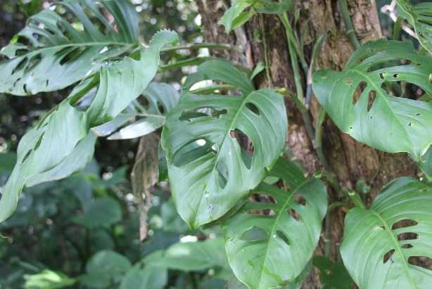 16. Swiss Cheese Plant (Monstera adansonii)