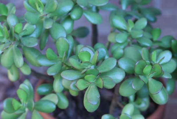 18. Jade Plant (Crassula ovata)