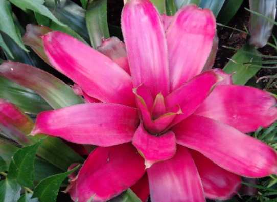 20. Bromeliad (Best Indoor House Plants)