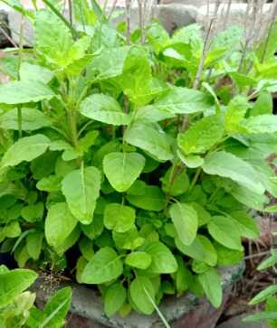 1. Tulsi (Holy Basil)