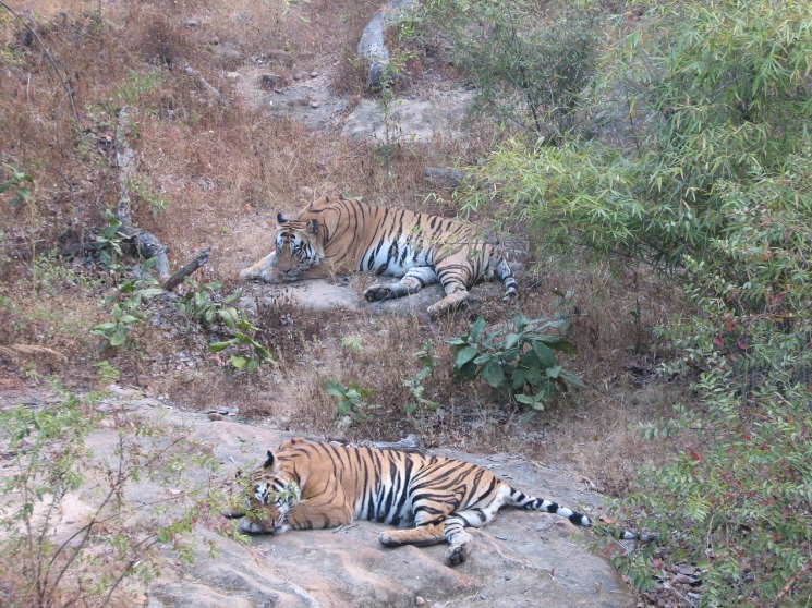 67. Bandhavgarh National Park
