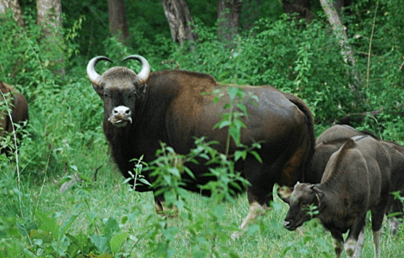 11. Bandipur National Park