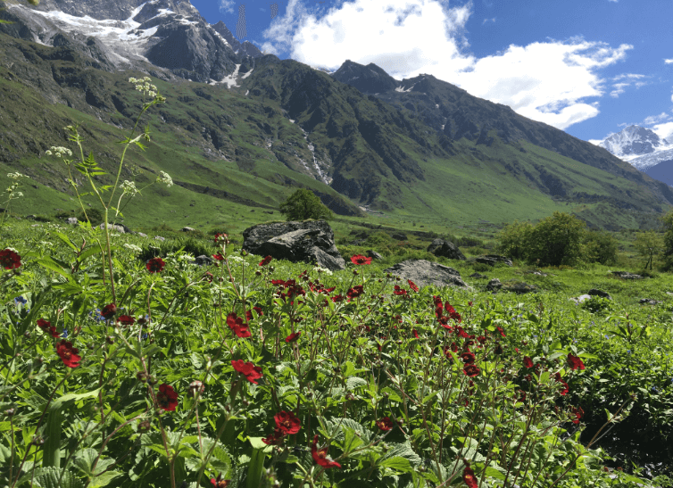 3. Valley Of Flowers