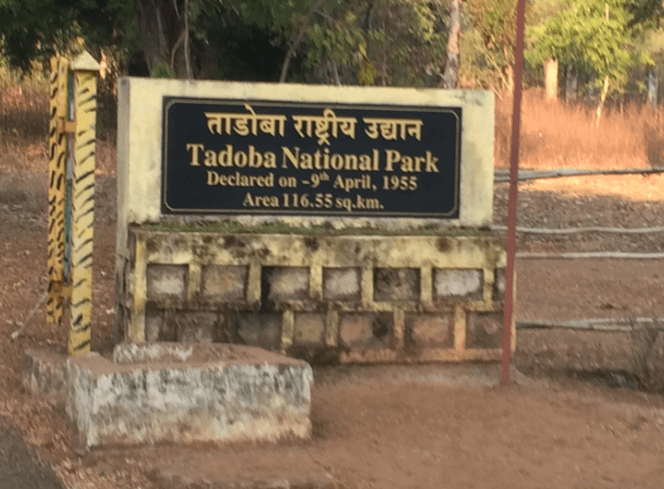 32. Tadoba National Park (Best Tourist Places In India)