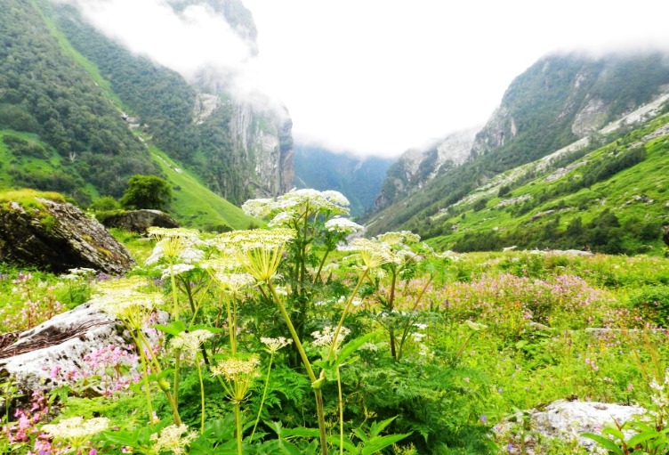 9. Valley Of Flowers