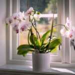20 Best Indoor House Plants