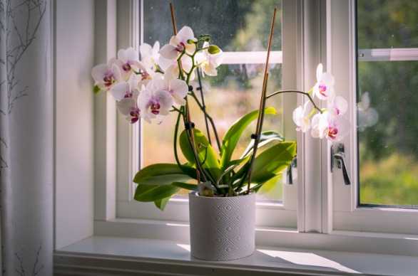 20 Best Indoor House Plants