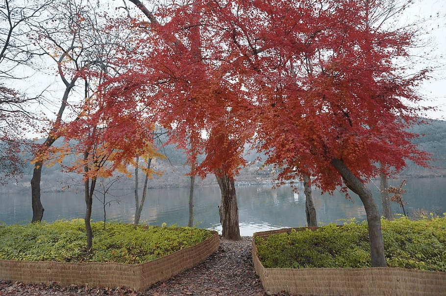 Chungbuk Fall Pine